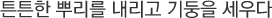 튼튼한 뿌리를 내리고 기둥을 세우다